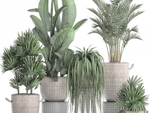 collection of exotic plants croton 431 Modèle 3D