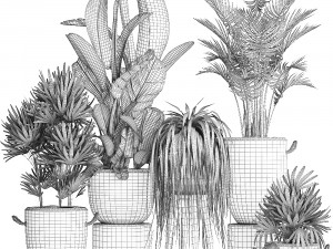 collection of exotic plants croton 431 Modèle 3D