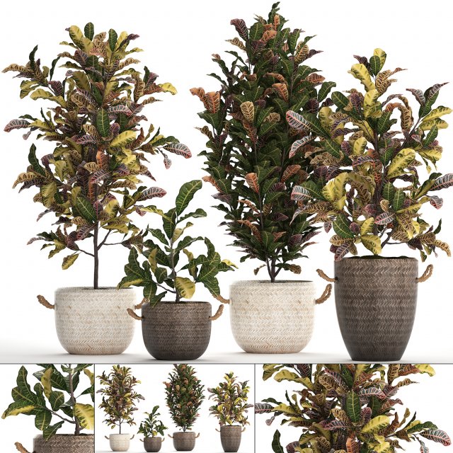 collection of exotic plants croton 432 3D 모델 .c4d .max .obj .3ds .fbx .stl .blend 