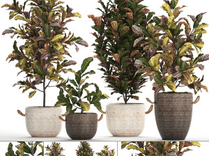 collection of exotic plants croton 432 3D Модель
