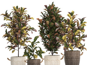collection of exotic plants croton 432 3D 모델