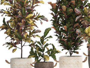 collection of exotic plants croton 432 3D 모델