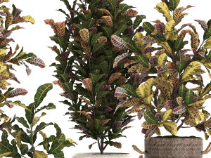 collection of exotic plants croton 432 3D 모델