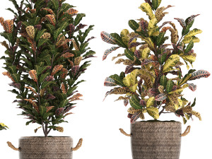 collection of exotic plants croton 432 3D 모델