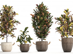 collection of exotic plants croton 432 3D 모델