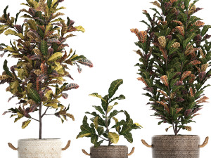 collection of exotic plants croton 432 3D 모델