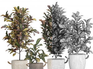 collection of exotic plants croton 432 3D 모델