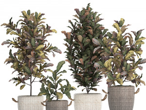 collection of exotic plants croton 432 3D 모델