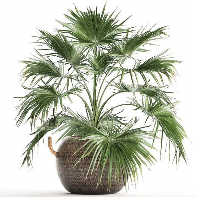 palm tree for the interior 433 Modèle 3D .c4d .max .obj .3ds .fbx .stl .blend 