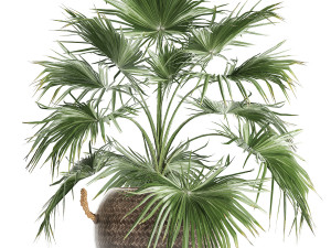 palm tree for the interior 433 3D Model