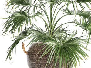 palm tree for the interior 433 Modèle 3D