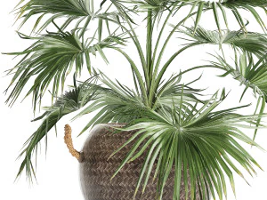 palm tree for the interior 433 3D Model