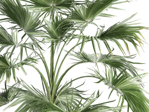 palm tree for the interior 433 Modèle 3D
