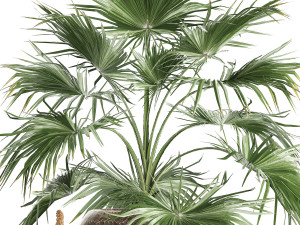 palm tree for the interior 433 Modèle 3D