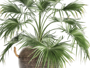 palm tree for the interior 433 Modèle 3D