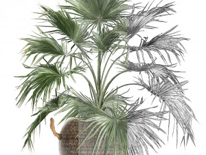 palm tree for the interior 433 3D Model