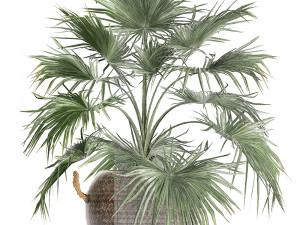 palm tree for the interior 433 Modèle 3D