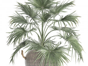 palm tree for the interior 433 Modèle 3D