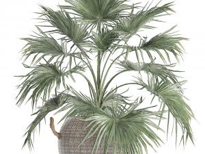 palm tree for the interior 433 3D Model
