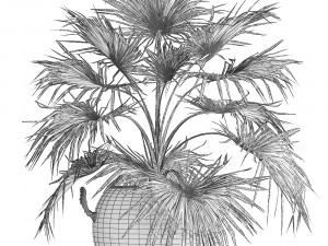palm tree for the interior 433 Modèle 3D