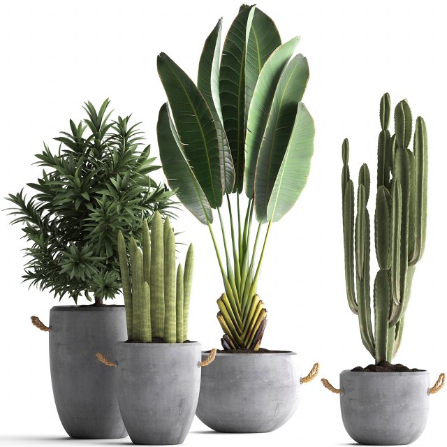 collection of exotic plants 434 3D-Modell .c4d .max .obj .3ds .fbx .stl .blend 