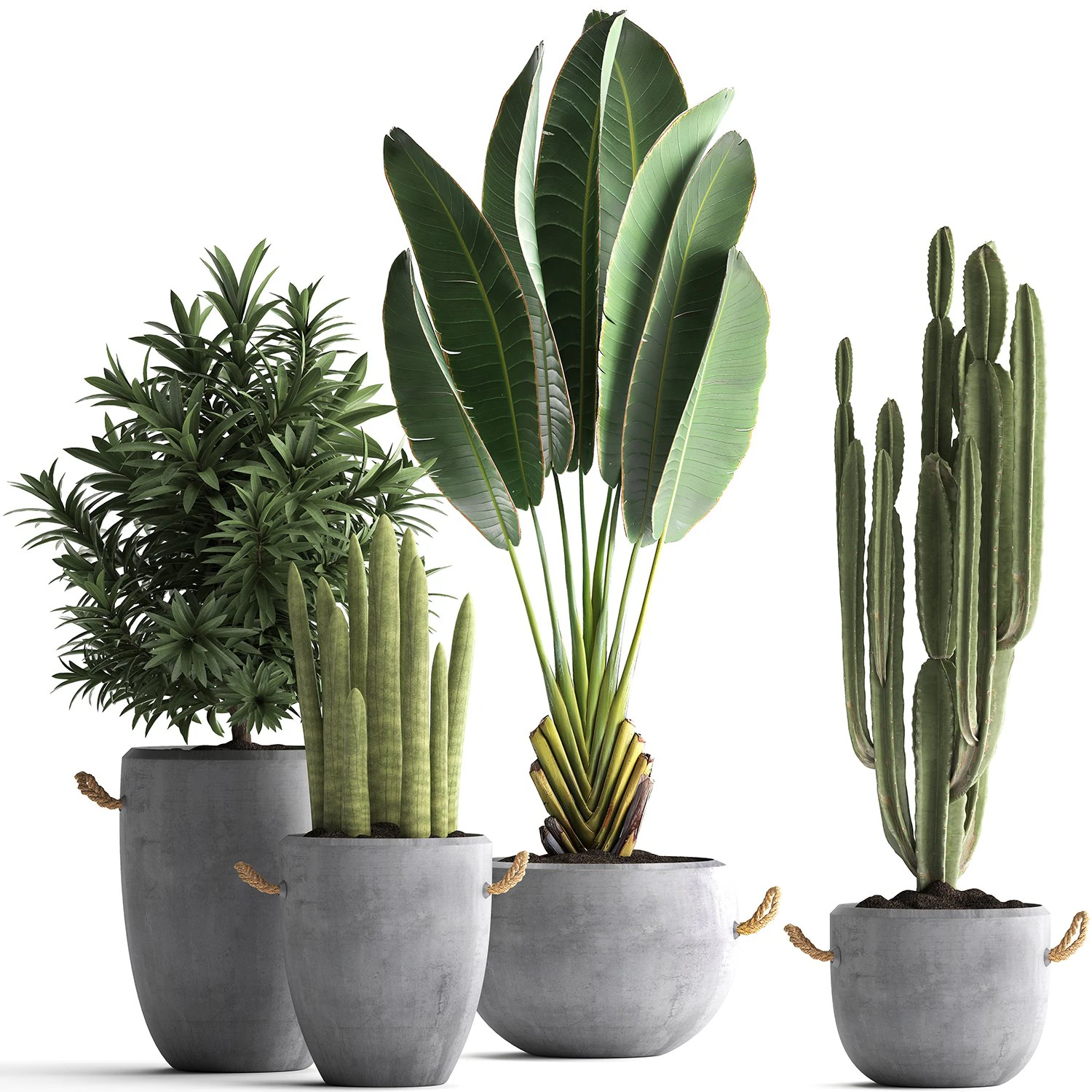 collection of exotic plants 434 3D Model .c4d .max .obj .3ds .fbx .stl .blend 