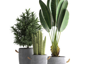 collection of exotic plants 434 3D-Modell