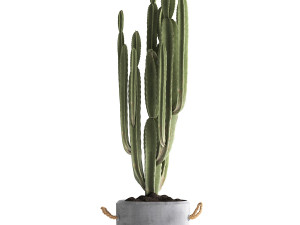 collection of exotic plants 434 3D-Modell