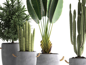 collection of exotic plants 434 3D-Modell