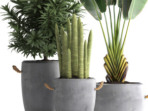 collection of exotic plants 434 3D-Modell