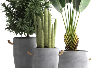 collection of exotic plants 434 3D Model