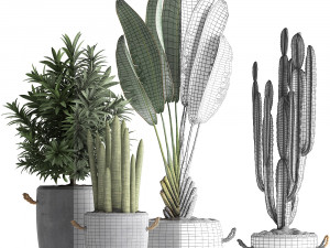 collection of exotic plants 434 3D-Modell