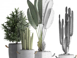 collection of exotic plants 434 3D Model