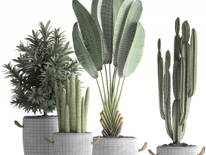 collection of exotic plants 434 3D-Modell