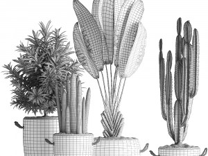collection of exotic plants 434 3D-Modell