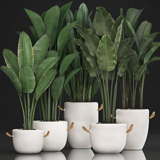 exotic plants banana tree set 435 Model 3D .c4d .max .obj .3ds .fbx .stl .blend 