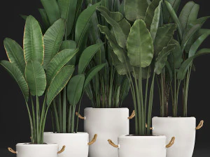 conjunto de bananeira de plantas ex&oacute;ticas 435 Modelo 3D