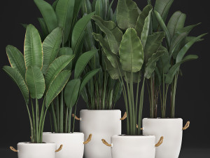 exotic plants banana tree set 435 Model 3D