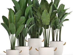 exotic plants banana tree set 435 Model 3D