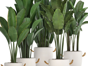 exotic plants banana tree set 435 Model 3D