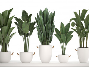 exotic plants banana tree set 435 Model 3D