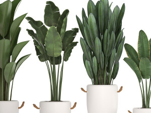 exotic plants banana tree set 435 Model 3D