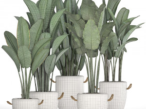 exotic plants banana tree set 435 Model 3D