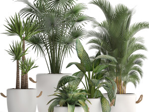 collection of exotic plants 436 Modelo 3D