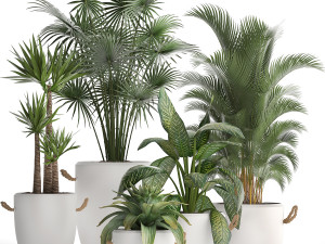 collection of exotic plants 436 Modelo 3D