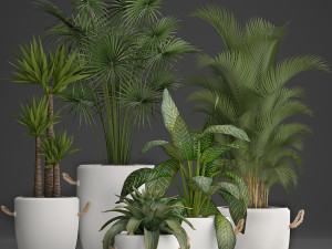 collection of exotic plants 436 Modelo 3D