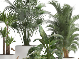 collection of exotic plants 436 Modelo 3D