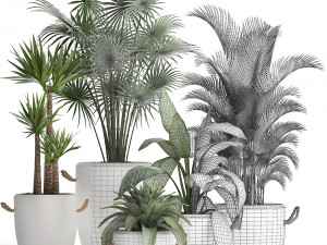 collection of exotic plants 436 Modelo 3D