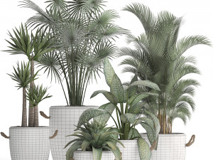 collection of exotic plants 436 Modelo 3D