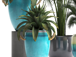 collection of exotic plants Modelo 3D
